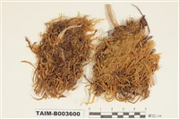 藏品(絹苔科)的圖片